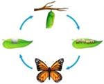life cycles 